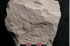 Foto (Detailansicht) von Dictyopteris brongniarti Gutb. (NHMW-GEO-2024-0188-10772)
